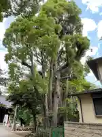 渋谷氷川神社の自然