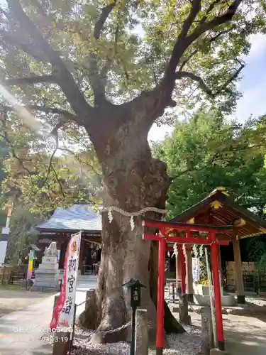 新田神社の自然