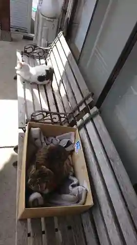 御誕生寺（猫寺）の動物