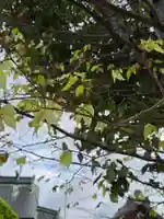 宇美神社(島根県)