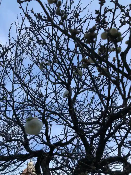 湯島天満宮の自然