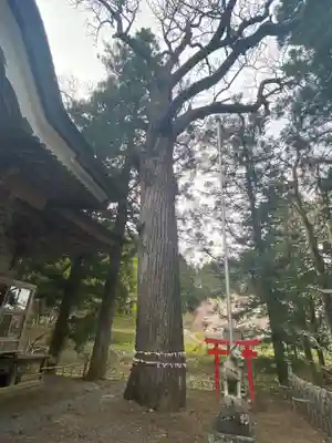 岡谷稲荷神社の自然