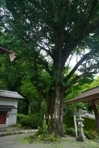 六所神社の自然