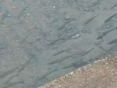 浮木神社の動物