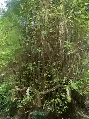 貴船神社結社の自然