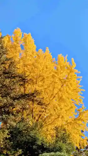 冠稲荷神社の自然