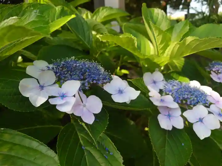 江島神社の自然