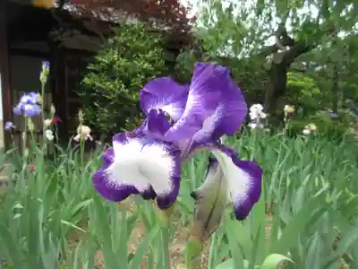 得浄明院(善光寺別院)の自然