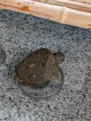 亀有香取神社(東京都)