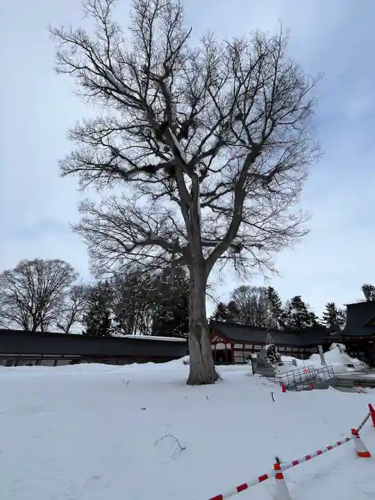 北海道護國神社の自然