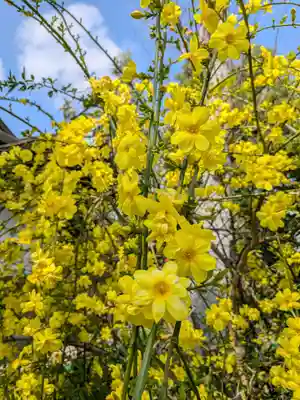鷺宮八幡神社(東京都)
