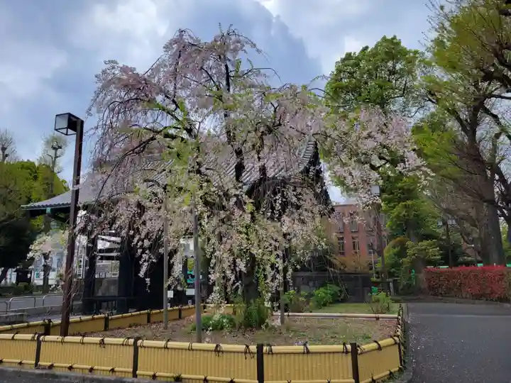 寛永寺開山堂の自然