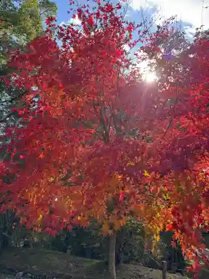 仁和寺の{uncategorized: "未分類", other: "その他", undefined: "問題あり", building: "その他建物", grave: "お墓", sacred_gate: "鳥居", guardian: "狛犬", statue: "像", buddha: "仏像", history: "歴史", nature: "自然", garden: "庭園", animal: "動物", pagoda: "塔", temizu: "手水舎", mountain_gate: "山門・神門", sanctuary: "本殿・本堂", subordinate: "末社・摂社", art: "芸術", scenery: "景色", jizo: "地蔵", ema: "絵馬", goshuin: "御朱印", omikuji: "おみくじ", items: "授与品その他", amulet: "お守り", goshuincho: "御朱印帳", eats: "食事", festival: "お祭り", votive_dance: "神楽", shichigosan: "七五三参", wedding: "結婚式", experience: "体験その他", initially: "初詣", around: "周辺", anti_infection: "感染症対策"}