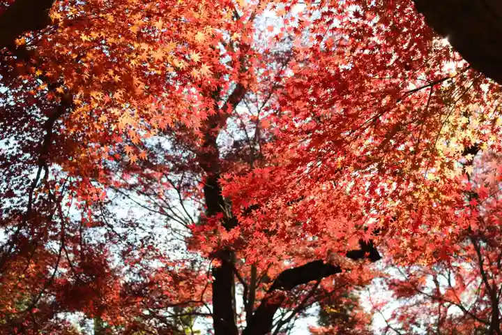 明王院(満願寺別院)の自然