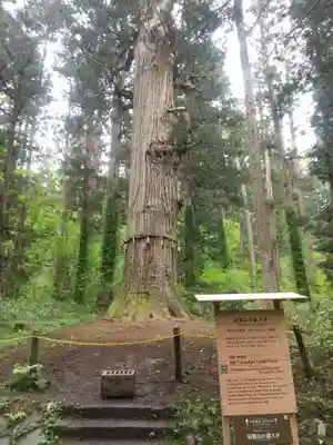 羽黒山五重塔(出羽三山神社)(山形県)