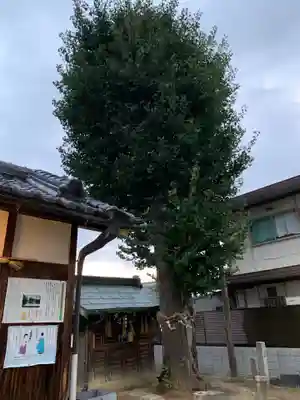 河北大神社の自然