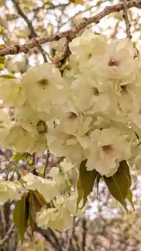 圓光寺(京都府)