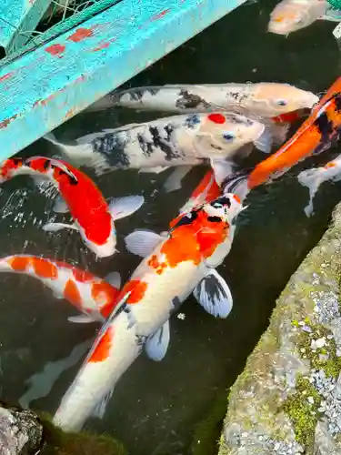 椿大神社の動物