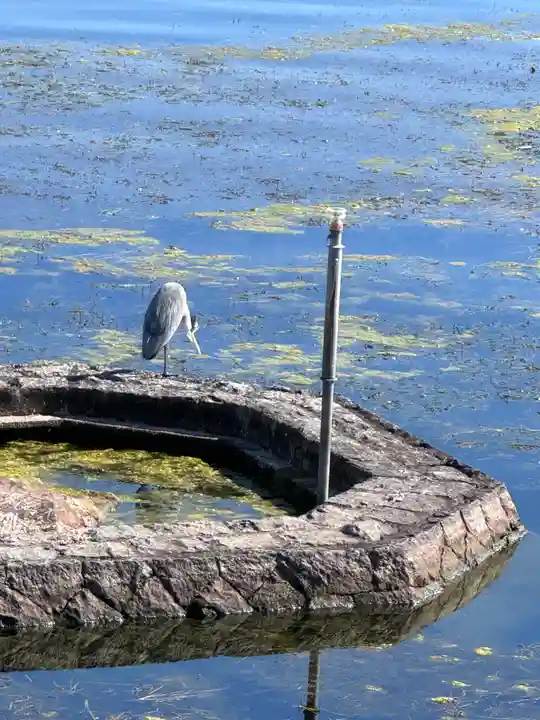 満月寺(浮御堂)の動物