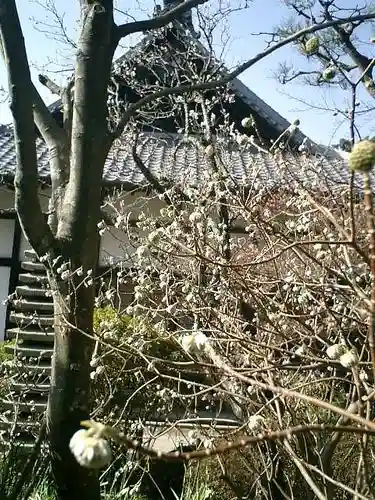 浄光明寺の自然