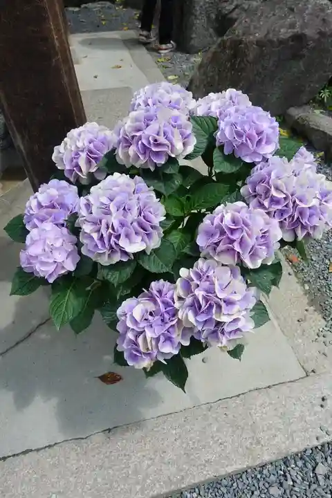 岡寺(龍蓋寺)の自然