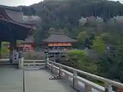 清水寺(京都府)