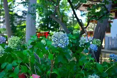 川越八幡宮の自然