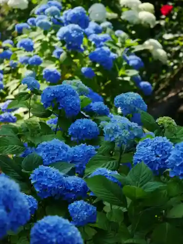 極楽山　浄土寺の自然