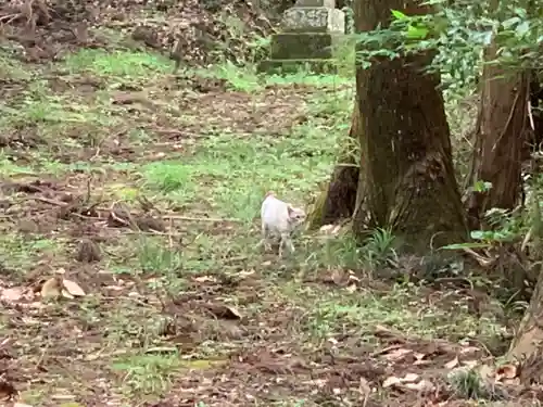 諏訪神社の動物