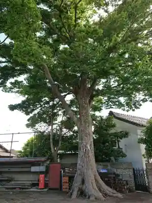 御霊神社の自然