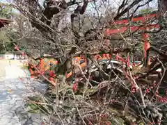 賀茂御祖神社（下鴨神社）の自然