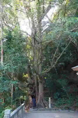 高良神社(京都府)