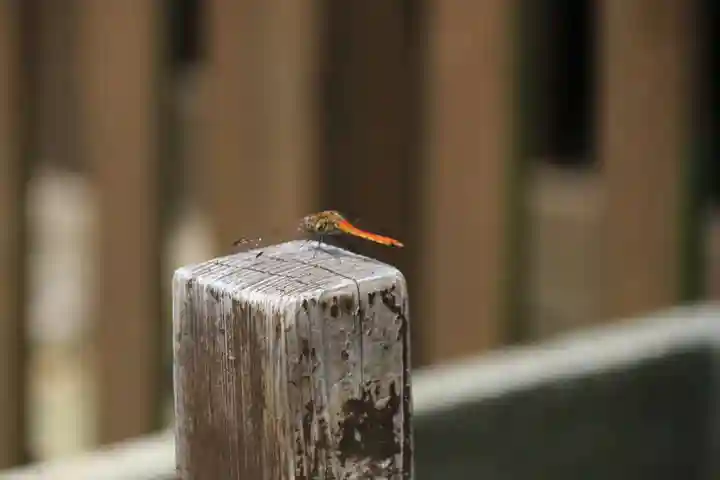 阿邪訶根神社の動物