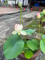 大光寺(大阪府)