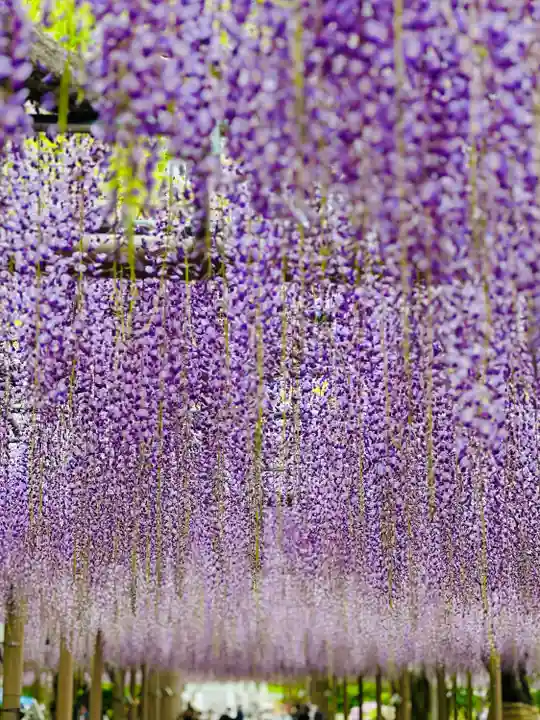 曼陀羅寺の自然