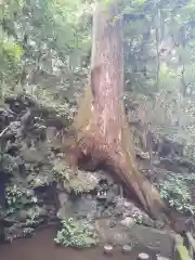 目の霊山　油山寺の自然