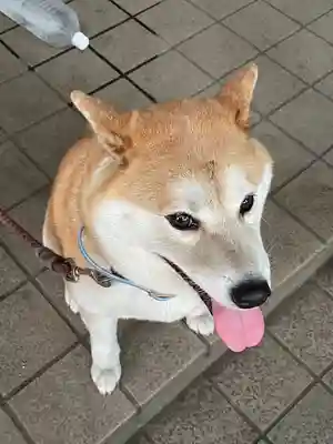 笠䅣稲荷神社(神奈川県)
