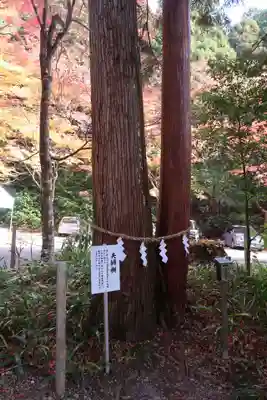大矢田神社(岐阜県)