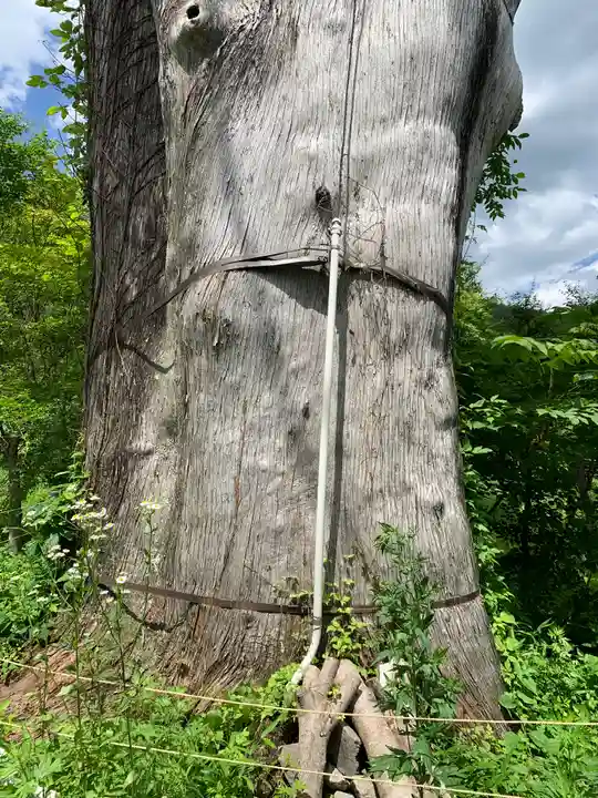 納八幡神社の自然