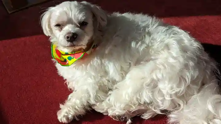 本昌寺(京都府)