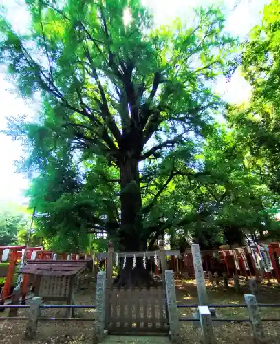 鬼子母神堂　(法明寺）の{uncategorized: "未分類", other: "その他", undefined: "問題あり", building: "その他建物", grave: "お墓", sacred_gate: "鳥居", guardian: "狛犬", statue: "像", buddha: "仏像", history: "歴史", nature: "自然", garden: "庭園", animal: "動物", pagoda: "塔", temizu: "手水舎", mountain_gate: "山門・神門", sanctuary: "本殿・本堂", subordinate: "末社・摂社", art: "芸術", scenery: "景色", jizo: "地蔵", ema: "絵馬", goshuin: "御朱印", omikuji: "おみくじ", items: "授与品その他", amulet: "お守り", goshuincho: "御朱印帳", eats: "食事", festival: "お祭り", votive_dance: "神楽", shichigosan: "七五三参", wedding: "結婚式", experience: "体験その他", initially: "初詣", around: "周辺", anti_infection: "感染症対策"}