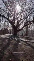 相馬神社の自然