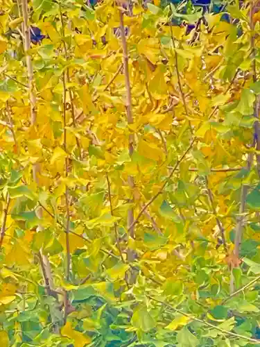 宇賀神社(京都府)