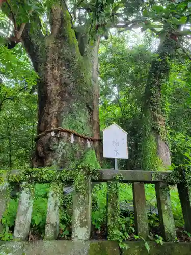 八幡朝見神社の自然