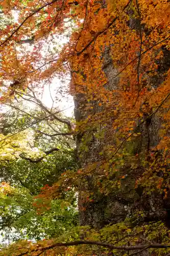 柞原八幡宮(大分県)