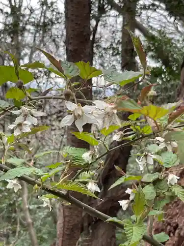 尾張冨士大宮浅間神社(愛知県)