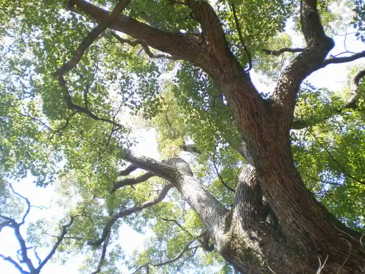 松原神社の自然