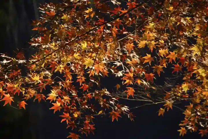 三春大神宮の自然