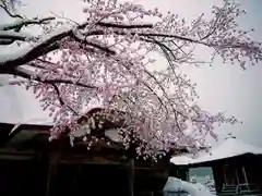 糸沢　龍福寺の自然