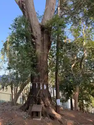 春日神社の{uncategorized: "未分類", other: "その他", undefined: "問題あり", building: "その他建物", grave: "お墓", sacred_gate: "鳥居", guardian: "狛犬", statue: "像", buddha: "仏像", history: "歴史", nature: "自然", garden: "庭園", animal: "動物", pagoda: "塔", temizu: "手水舎", mountain_gate: "山門・神門", sanctuary: "本殿・本堂", subordinate: "末社・摂社", art: "芸術", scenery: "景色", jizo: "地蔵", ema: "絵馬", goshuin: "御朱印", omikuji: "おみくじ", items: "授与品その他", amulet: "お守り", goshuincho: "御朱印帳", eats: "食事", festival: "お祭り", votive_dance: "神楽", shichigosan: "七五三参", wedding: "結婚式", experience: "体験その他", initially: "初詣", around: "周辺", anti_infection: "感染症対策"}